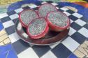 Pitaya