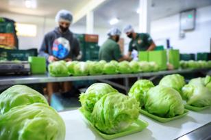 As associações e cooperativas da agricultura familiar com interesse em participar do Programa Nacional de Alimentação Escolar (PNAE), em 2022, podem inscrever os seus projetos de venda de gêneros alimentícios no Sistema Eletrônico Merenda para submissão de propostas da chamada pública. 