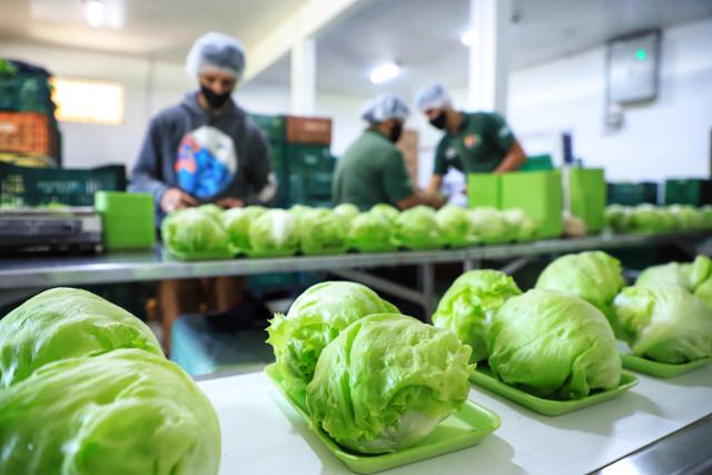 As associações e cooperativas da agricultura familiar com interesse em participar do Programa Nacional de Alimentação Escolar (PNAE), em 2022, podem inscrever os seus projetos de venda de gêneros alimentícios no Sistema Eletrônico Merenda para submissão de propostas da chamada pública.