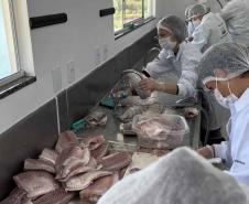 Produção de Tilápia Paraná Colégio Agrícola