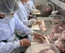 Produção de Tilápia Paraná Colégio Agrícola