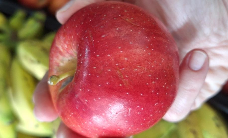 Foto: Luíza Lenardt Quadrado - Fundepar