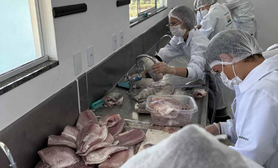 Produção de Tilápia Paraná Colégio Agrícola