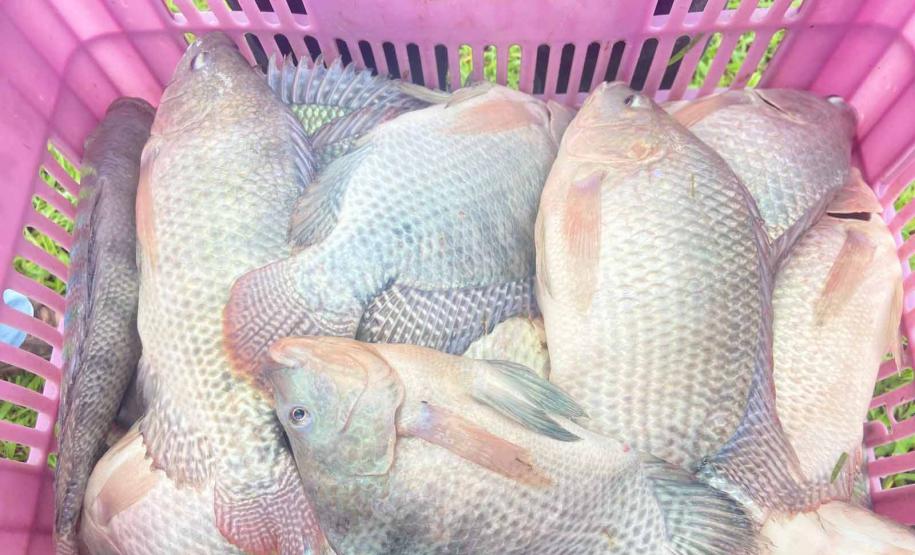 Produção de Tilápia Paraná Colégio Agrícola