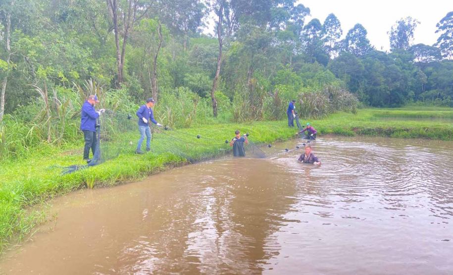 Produção de Tilápia Paraná Colégio Agrícola