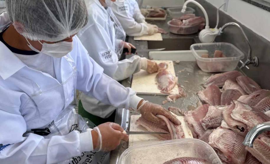 Produção de Tilápia Paraná Colégio Agrícola